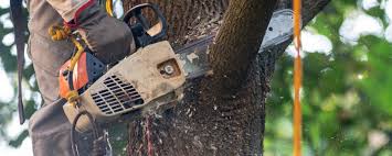 How Our Tree Care Process Works  in  Fort Washington, PA