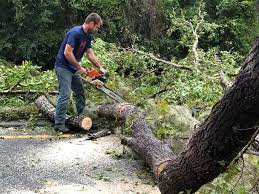 Best Tree Disease Treatment  in Fort Washington, PA