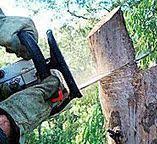 Best Tree Preservation Services  in Fort Washington, PA