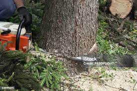 Trusted Fort Washington, PA Tree Care Experts