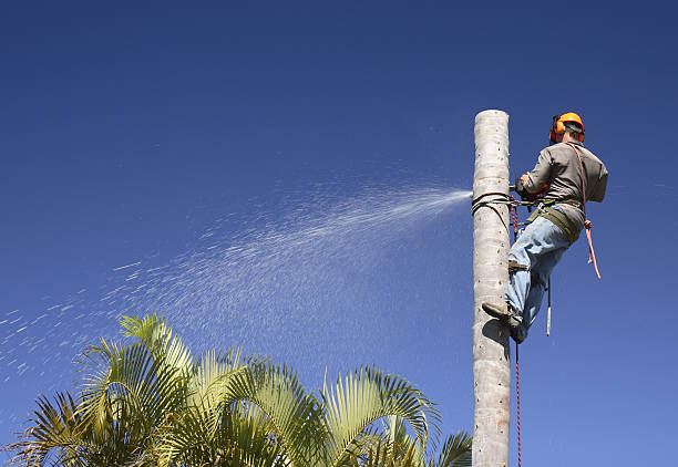 Best Storm Damage Tree Cleanup  in Fort Washington, PA