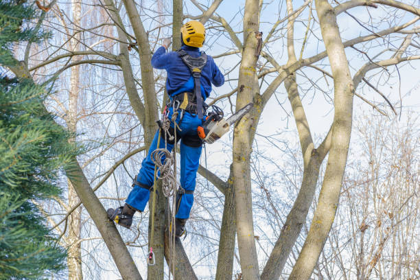 Best Tree Trimming and Pruning  in Fort Washington, PA