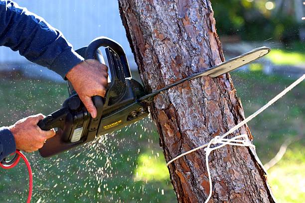  Fort Washington, PA Tree Care Pros