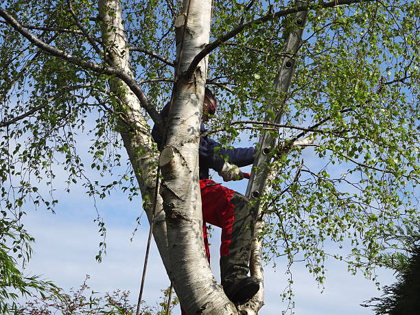 Best Tree Health Inspection  in Fort Washington, PA