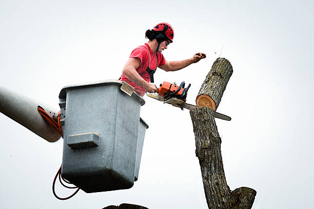 Leaf Removal in Fort Washington, PA