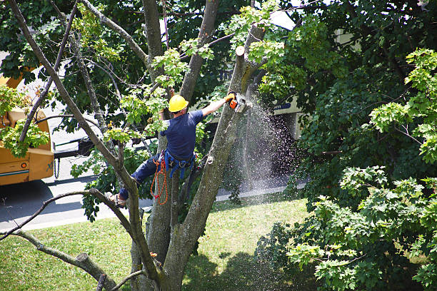 Best Tree Removal  in Fort Washington, PA