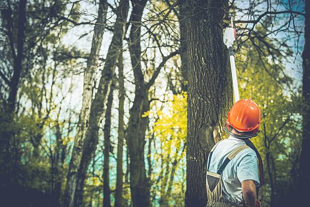 Best Tree and Shrub Care  in Fort Washington, PA