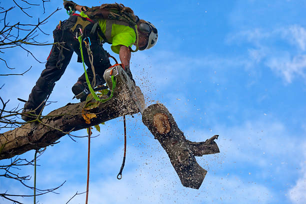 Best Tree Maintenance Programs  in Fort Washington, PA