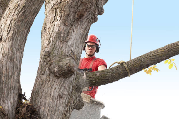 Best Tree Cabling and Bracing  in Fort Washington, PA
